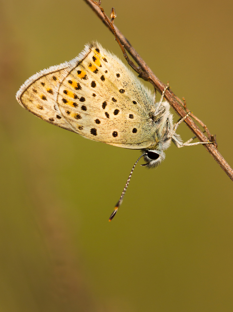 Lycaena tityrus