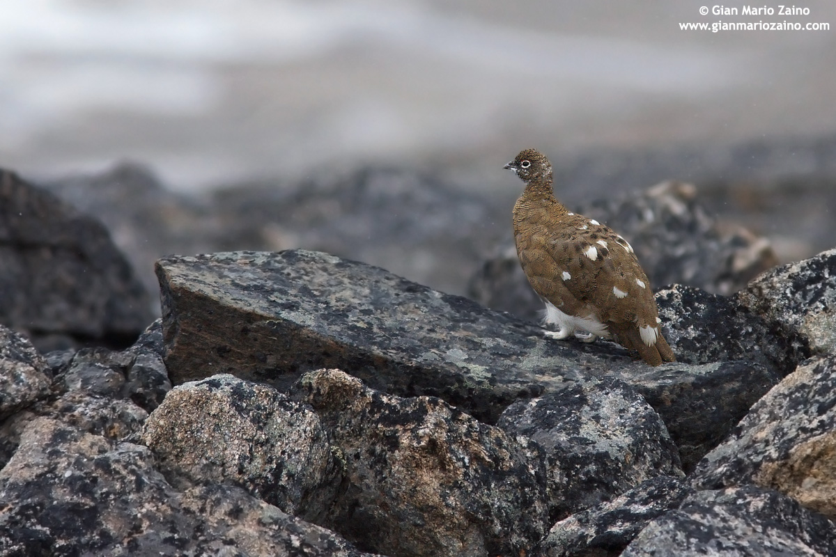 Lagopus muta / Ptarmigan