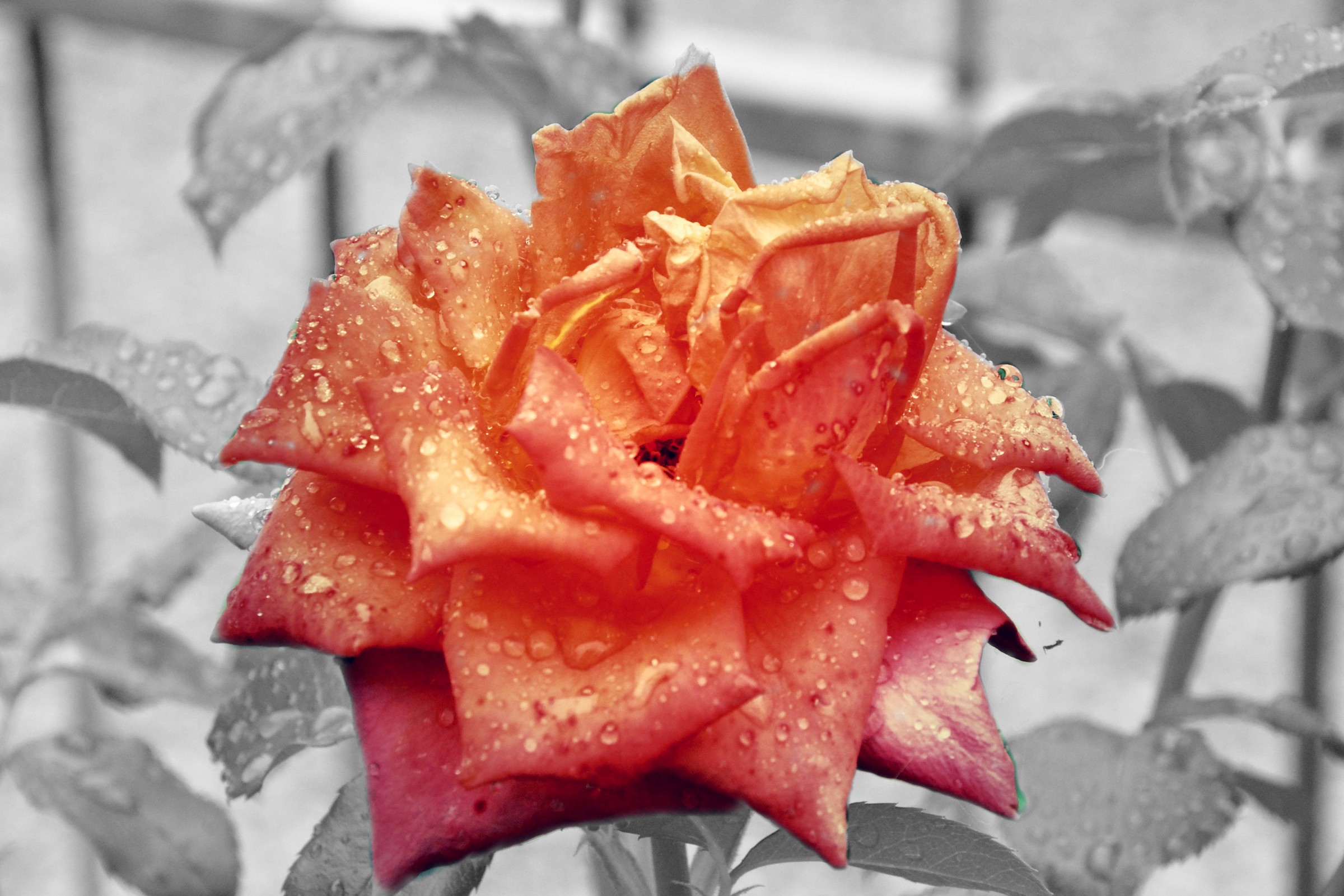 wet rose
