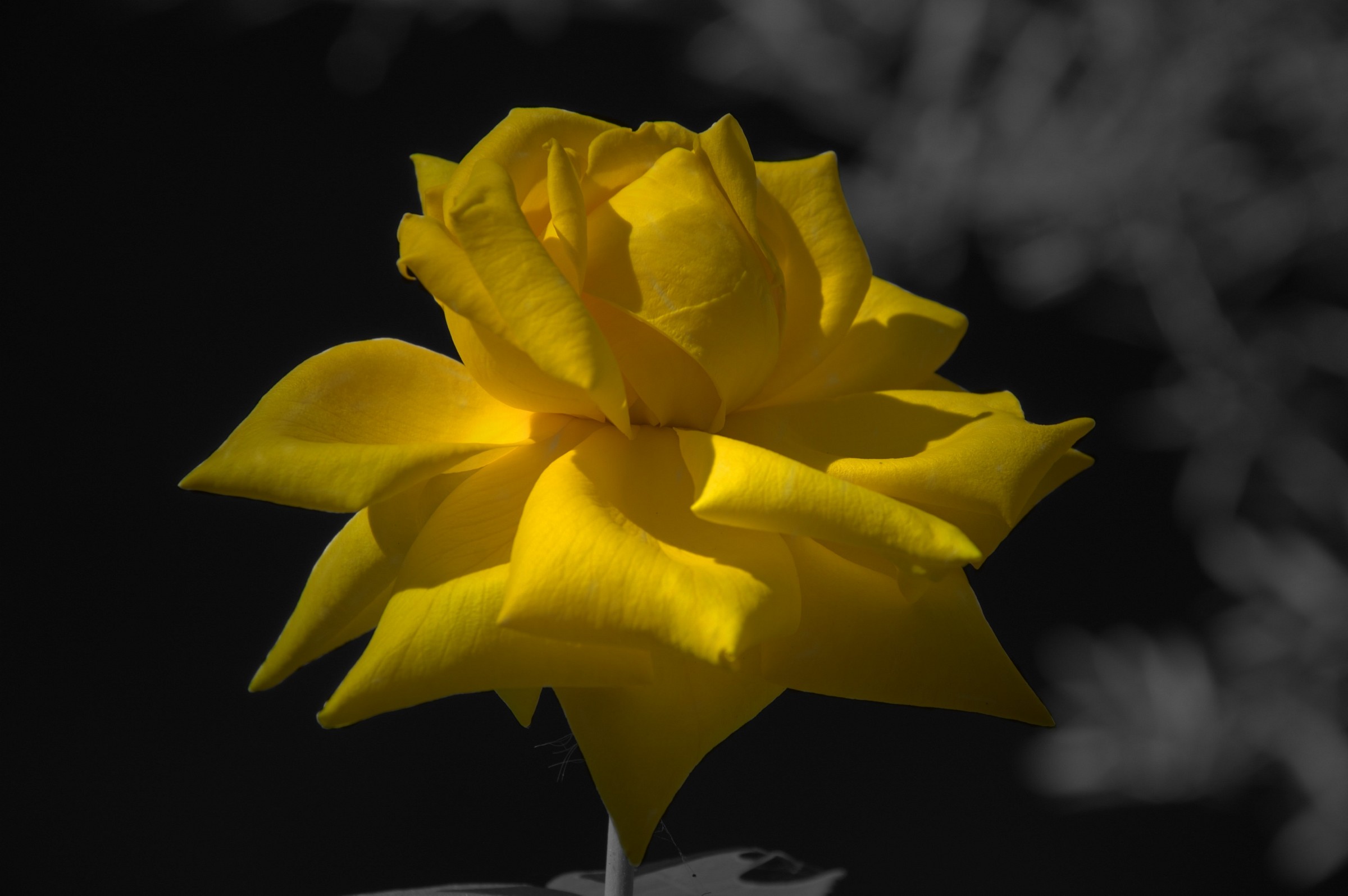 yellow rose