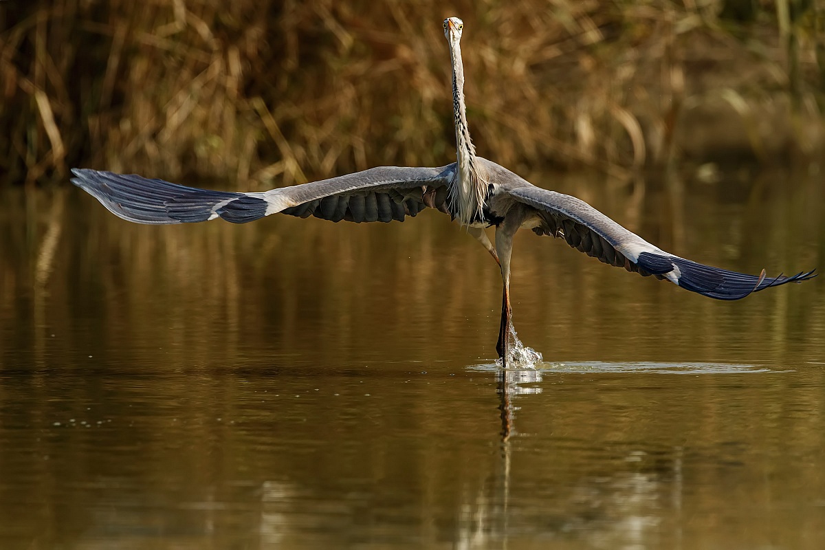 Passeggiando sull'acqua