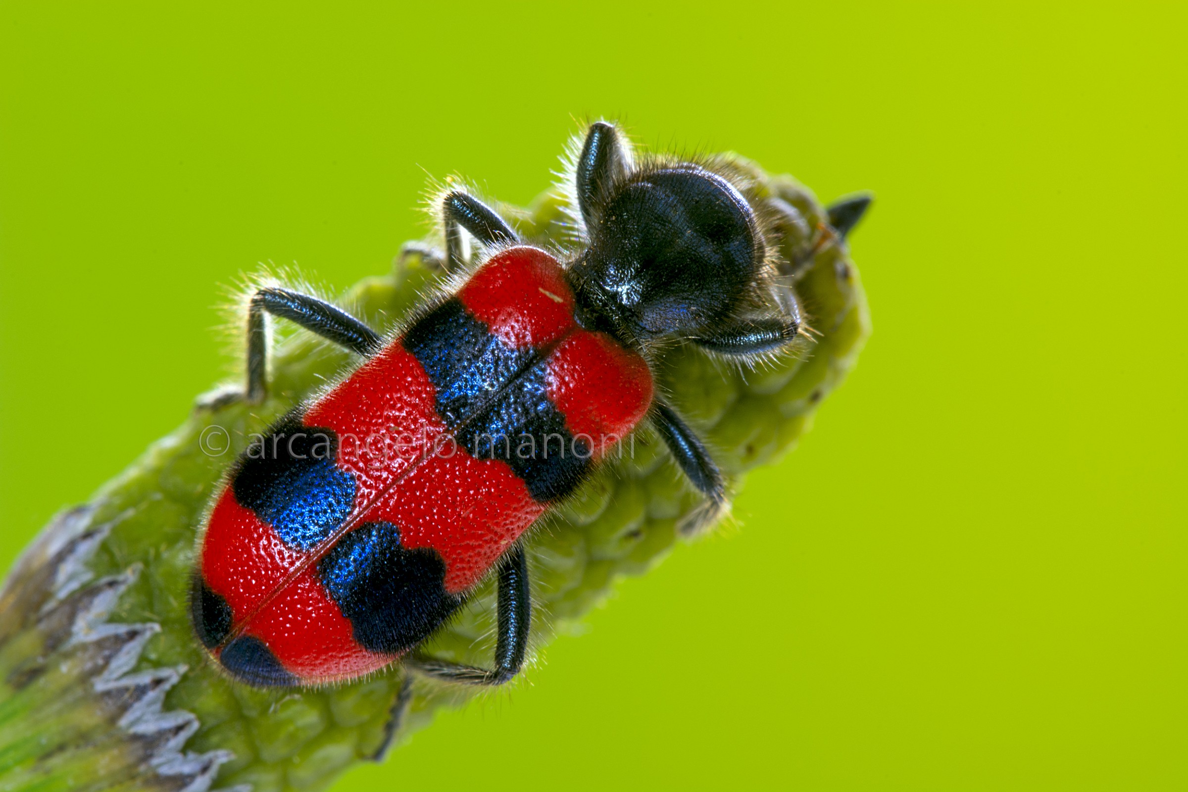 Qando insects exchange for jewelry