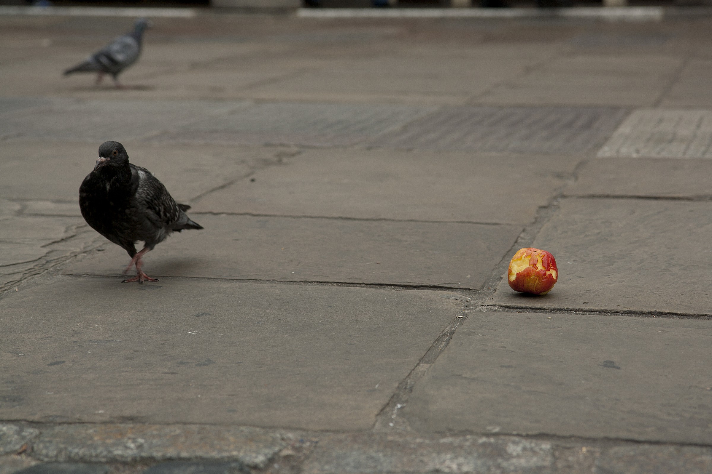 due piccioni con una mela