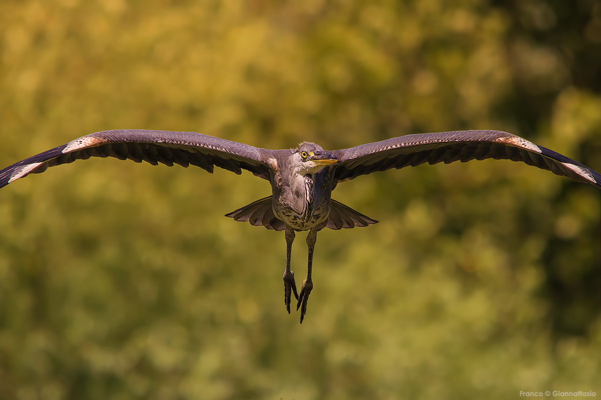 Heron in flight front.