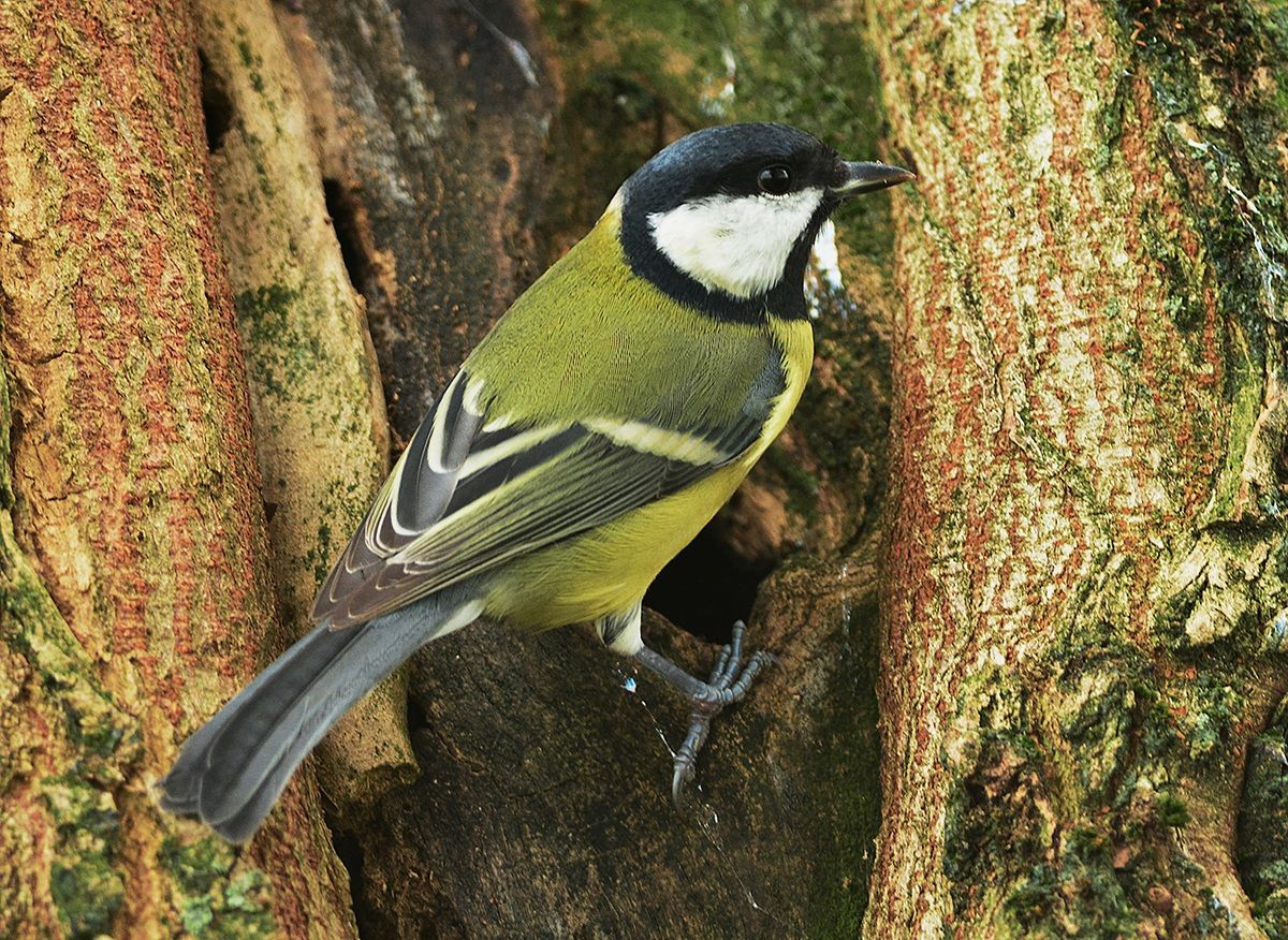 cinciallegra o speransina