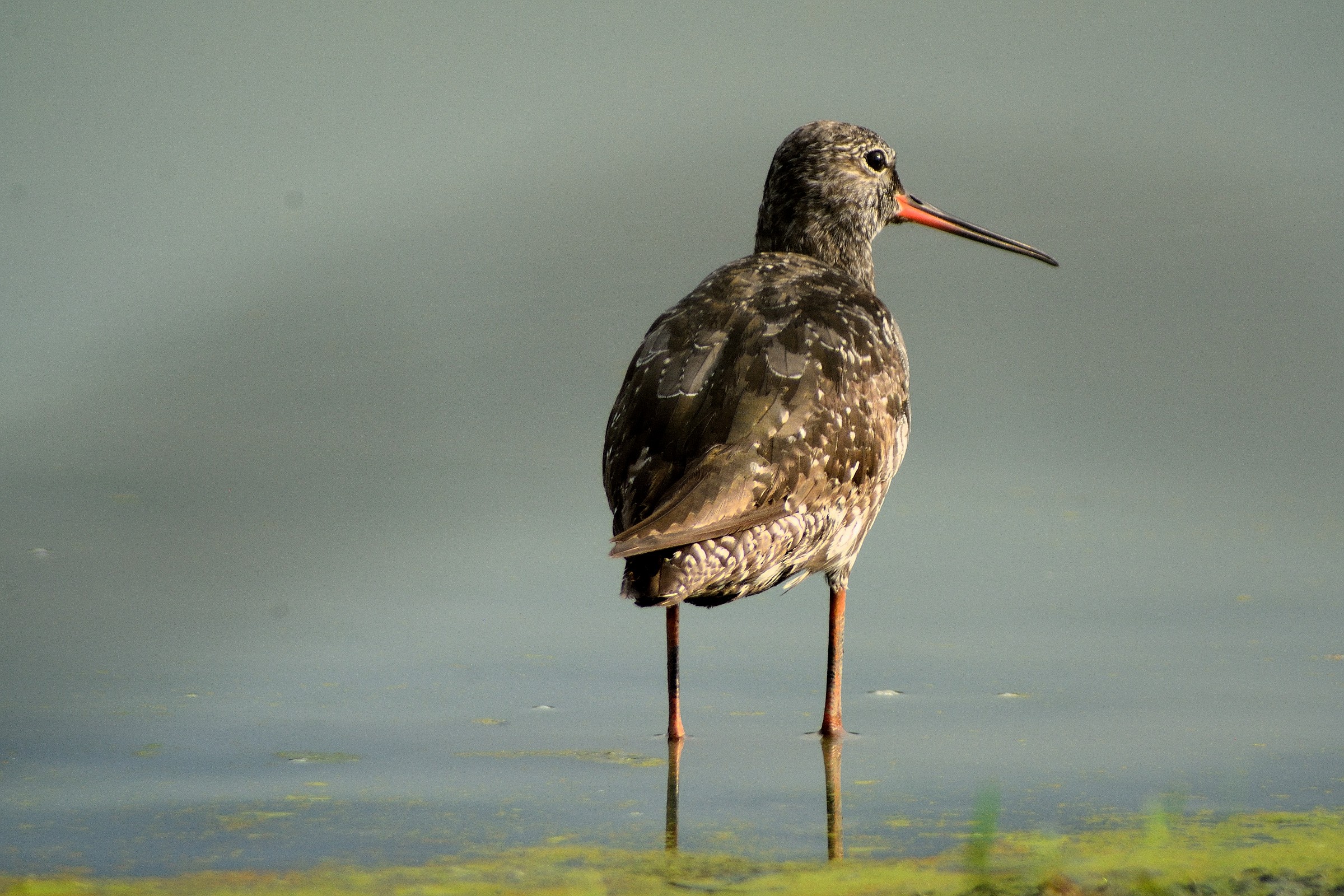 totano moro in piumaggio estivo