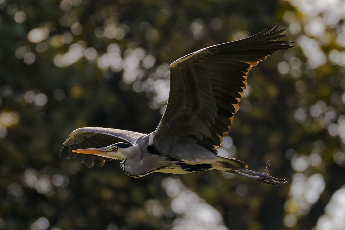 Prova Sigma 150-600 Sport: Airone Cinerino