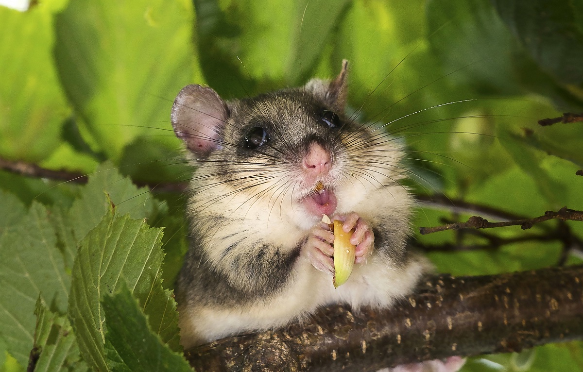 Dormouse at breakfast