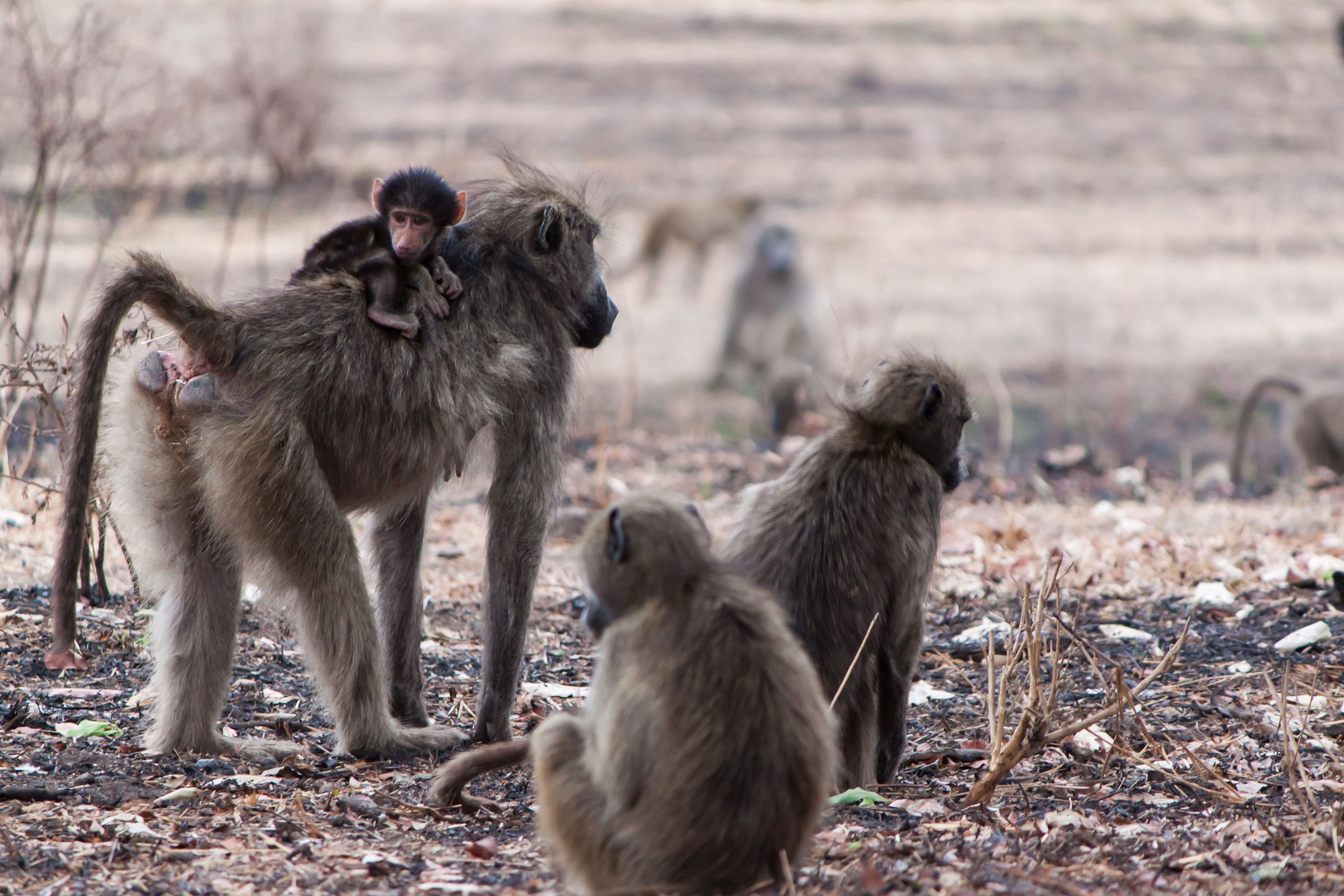 puppy on the back of mother