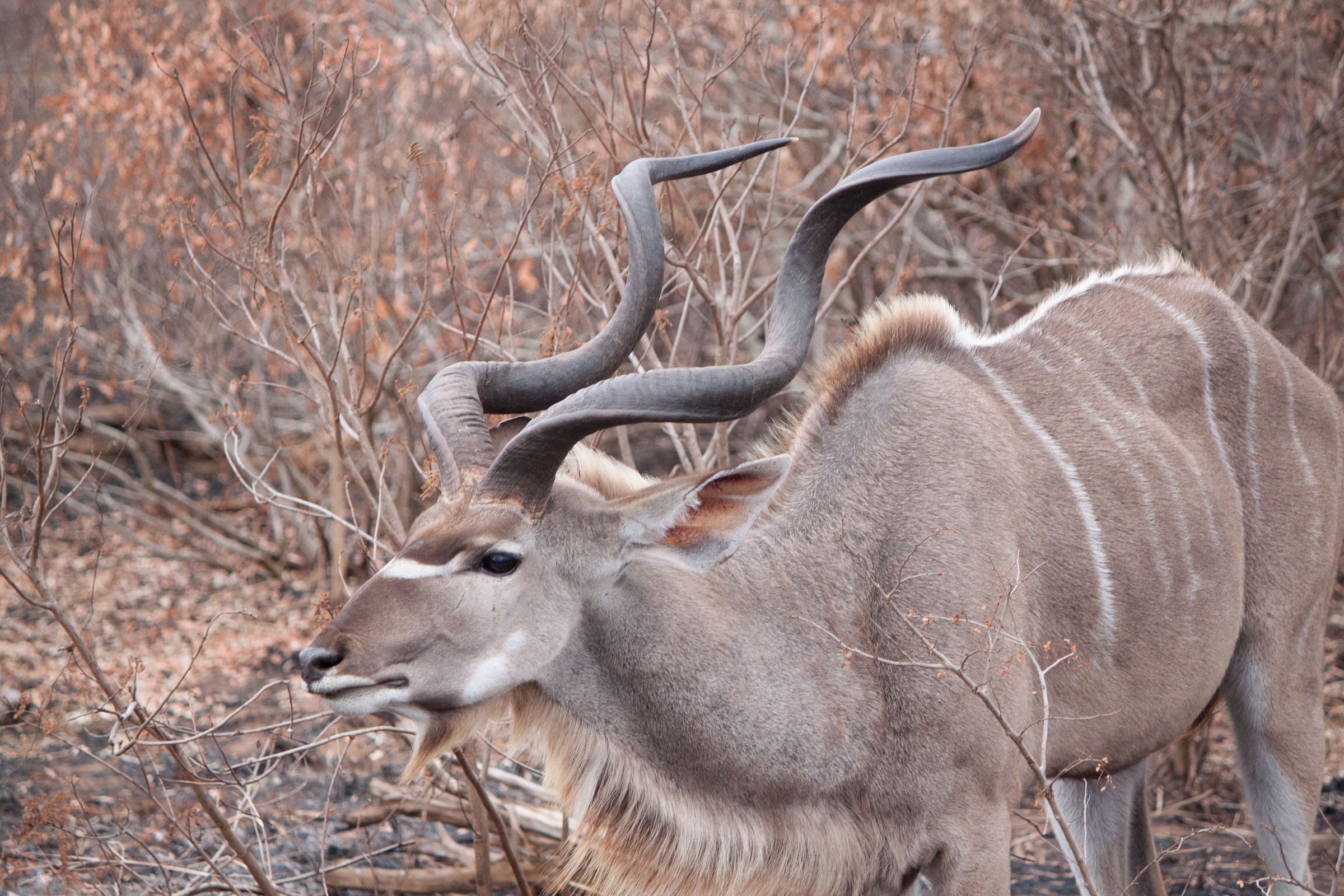 symbol of the Kruger