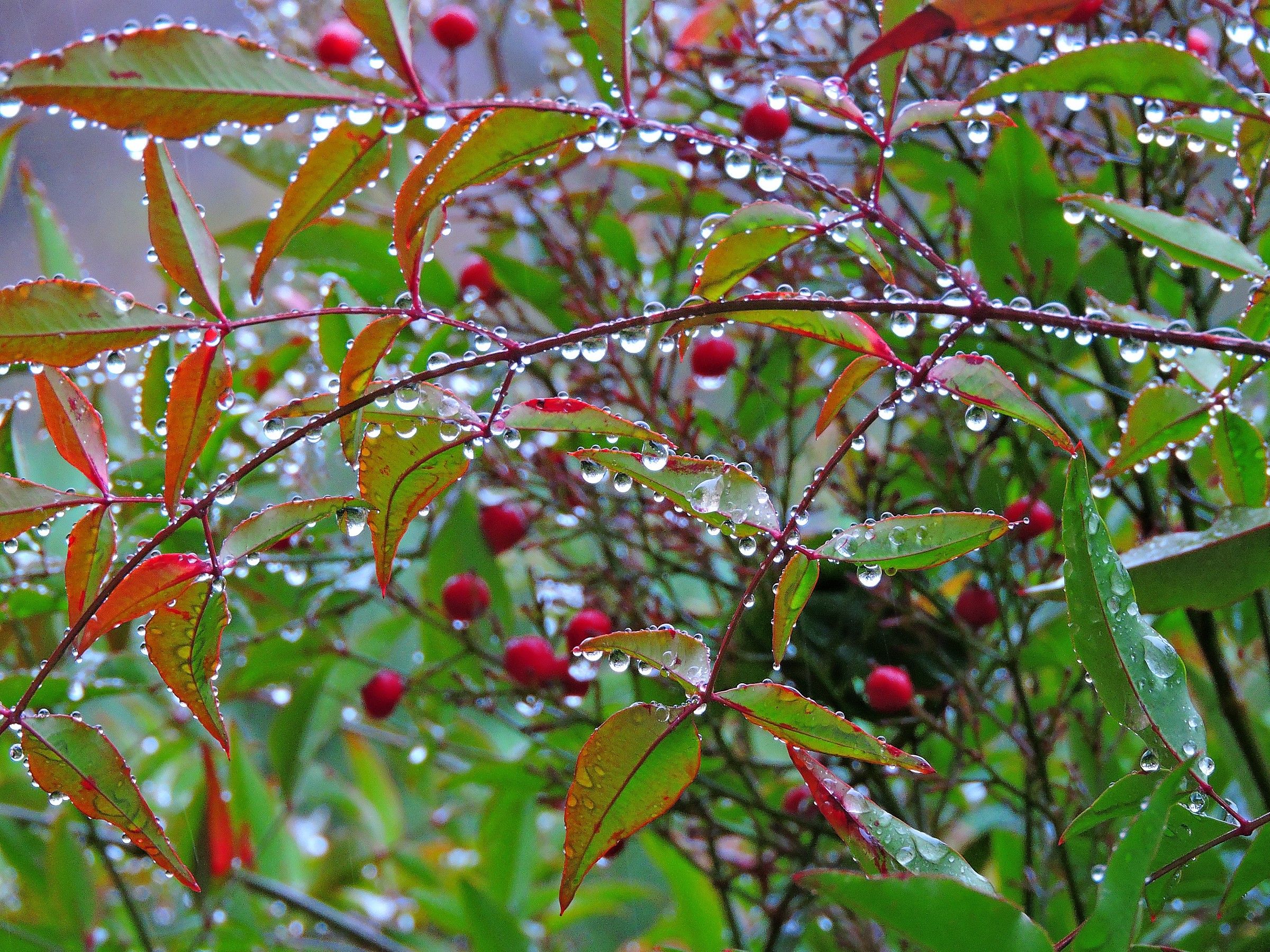 Hedge wonderful ... 5