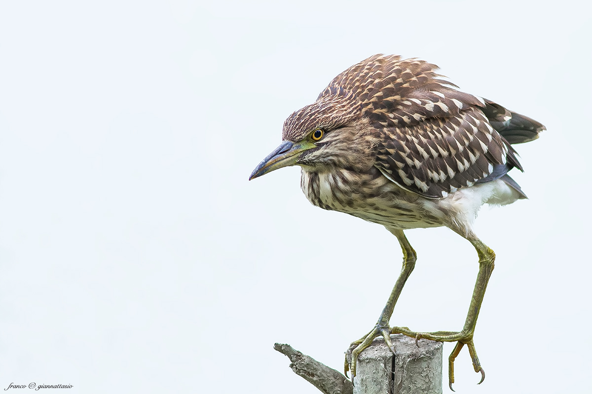 La nitticora incriminata.