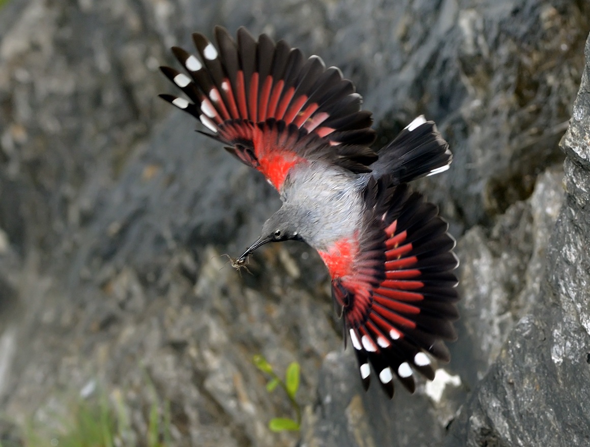Picchio muraiolo maschio in volo