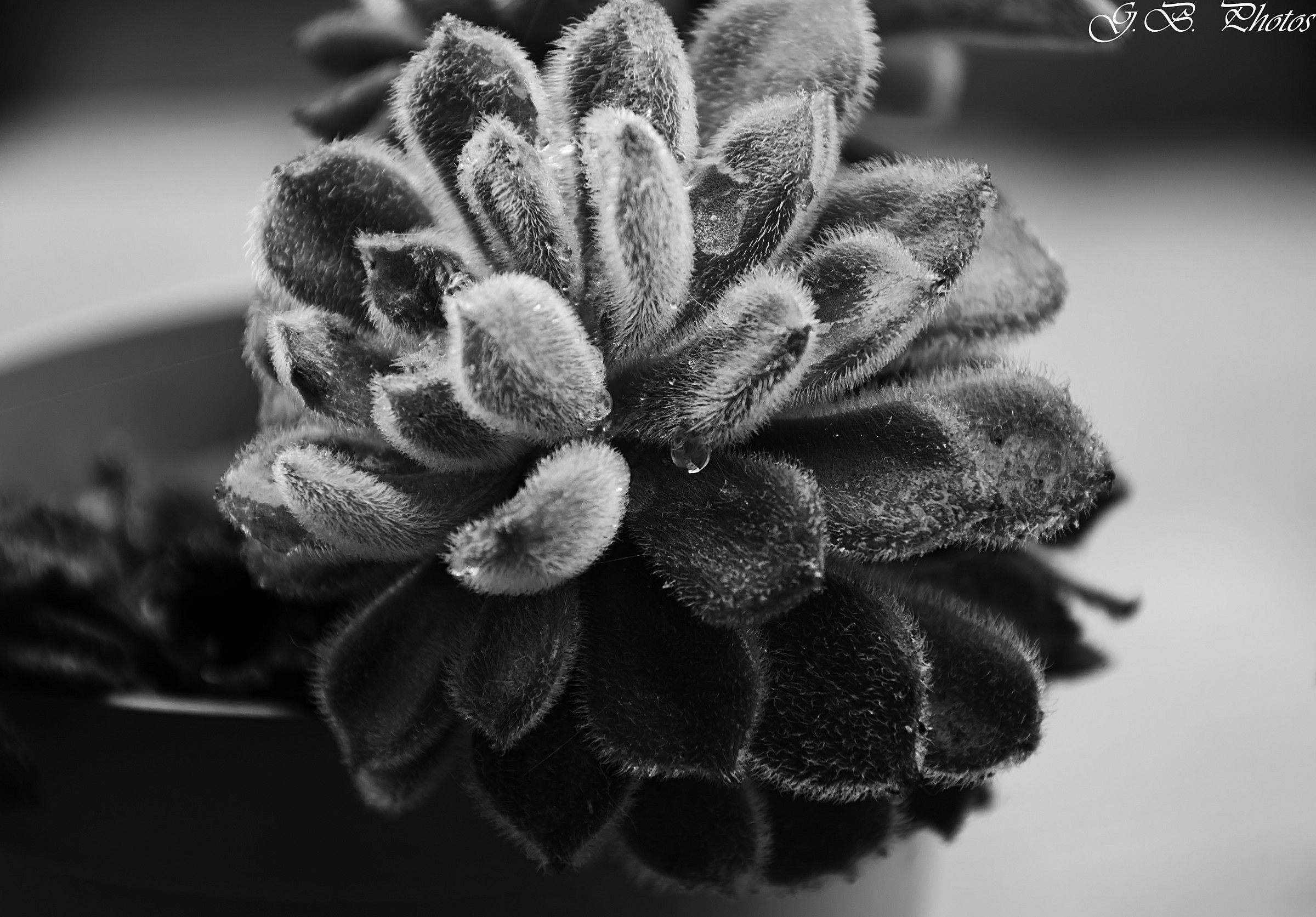 L'ultima goccia d'estate