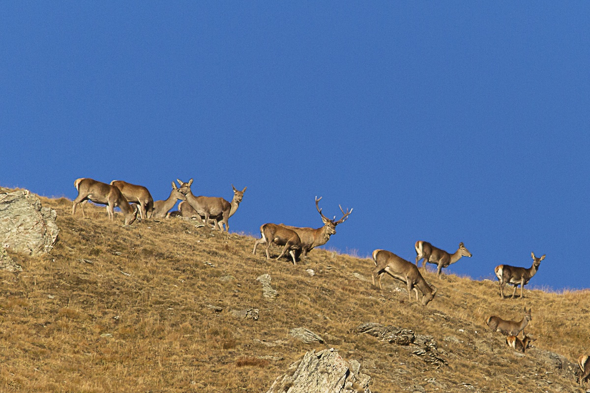 recent grazing at high altitude