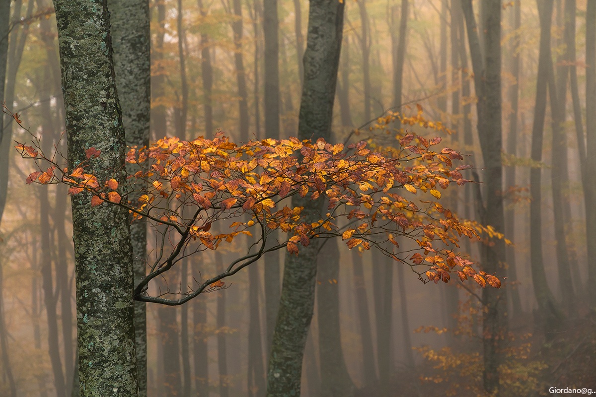 Autumn in the beech forest