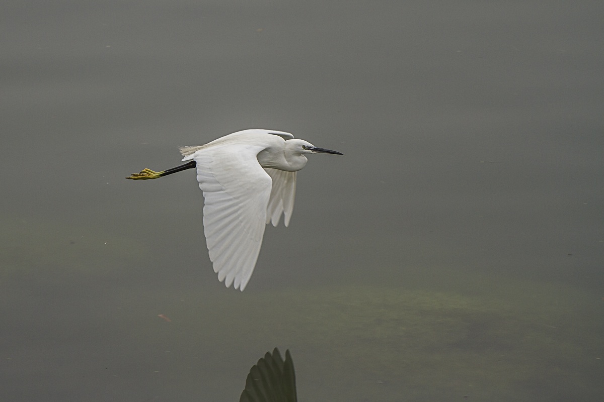 Egret