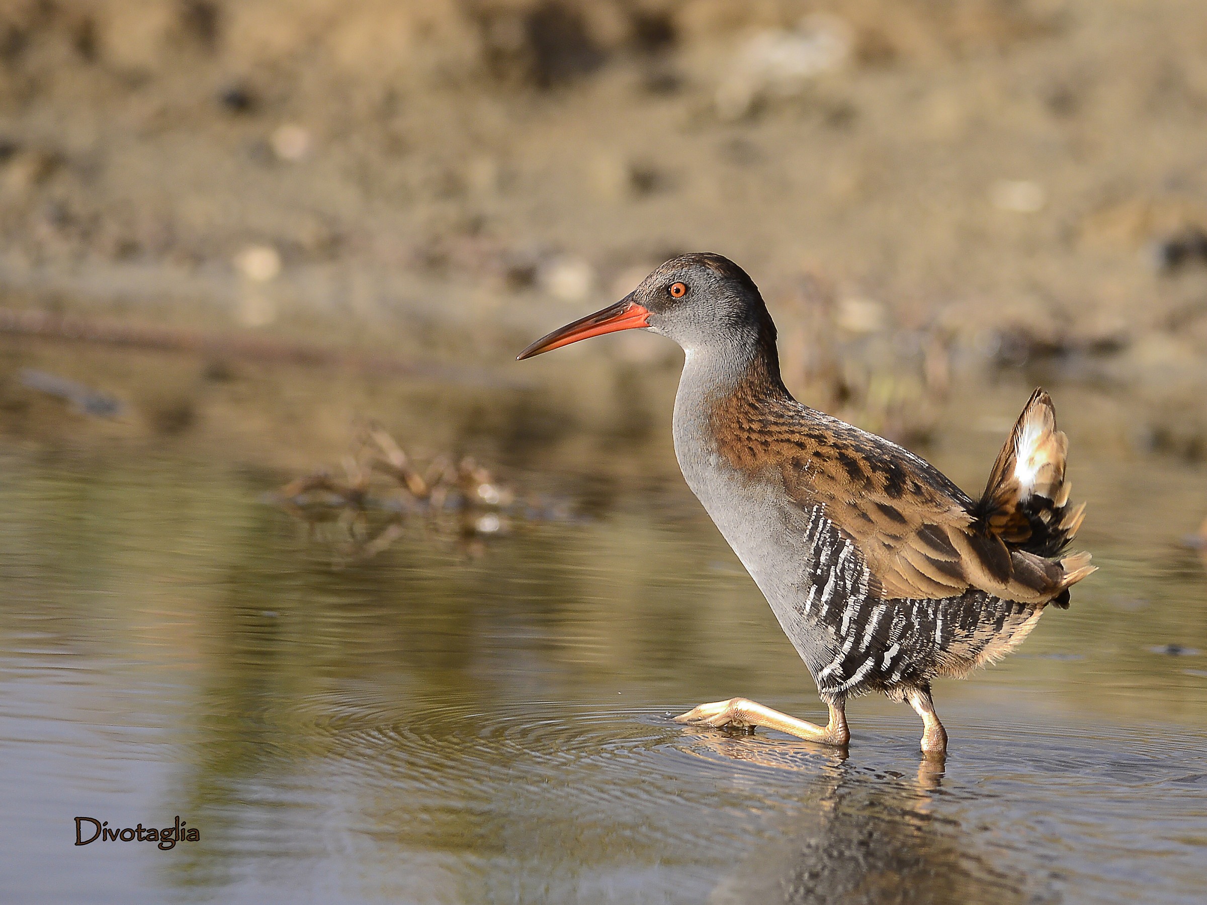 Water Rail (Rallus aquaticus)