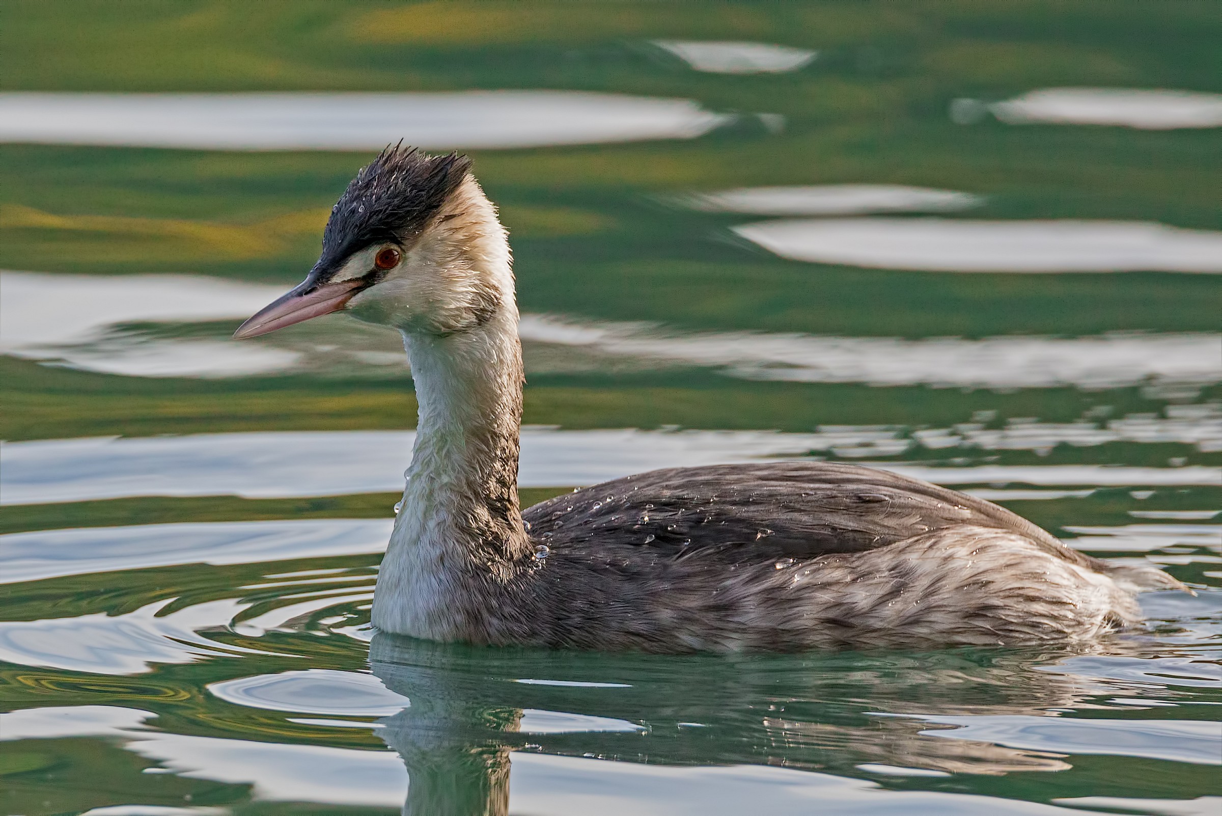 Young Grebe