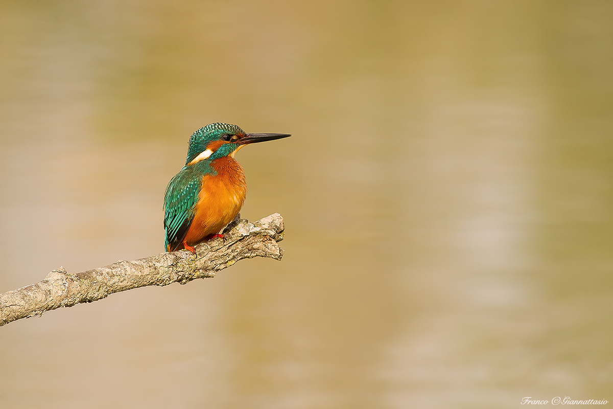 Alla luce di Torrile.