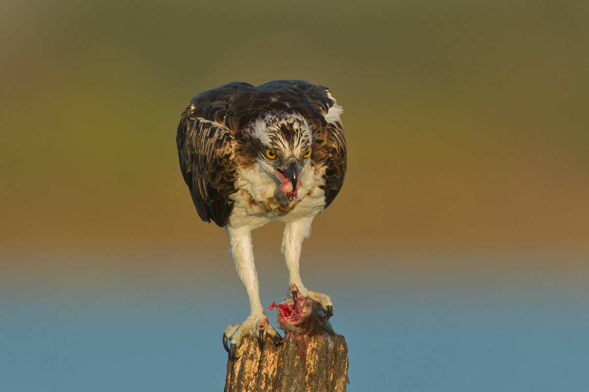 pescatore in pausa pranzo