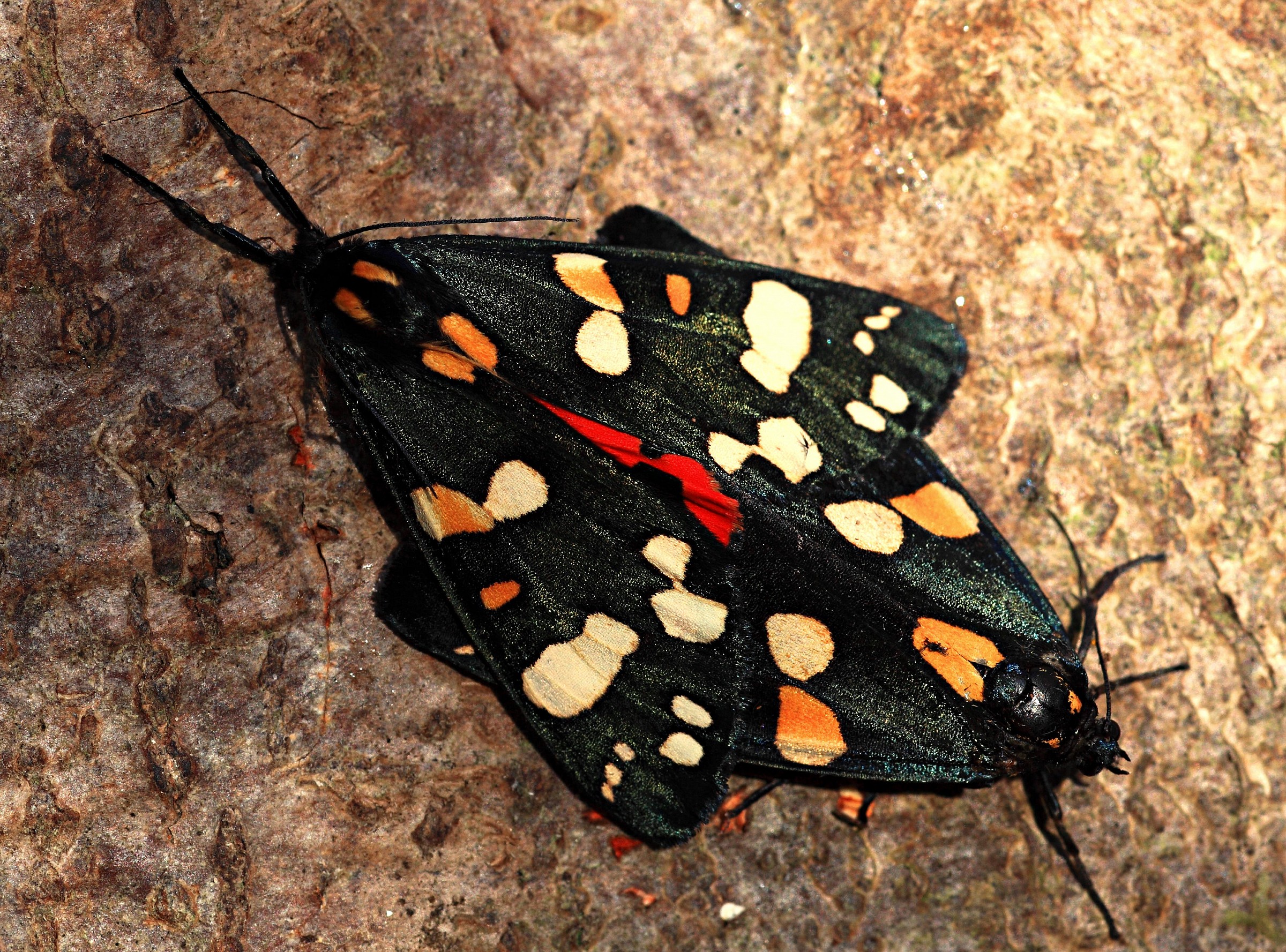 Callimorpha dominula