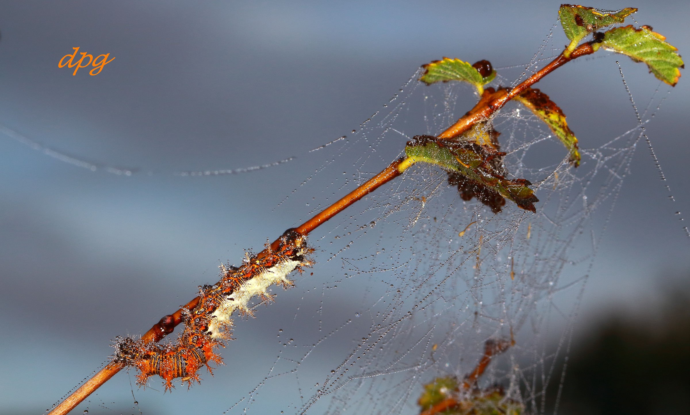 Lymantriidae all'alba