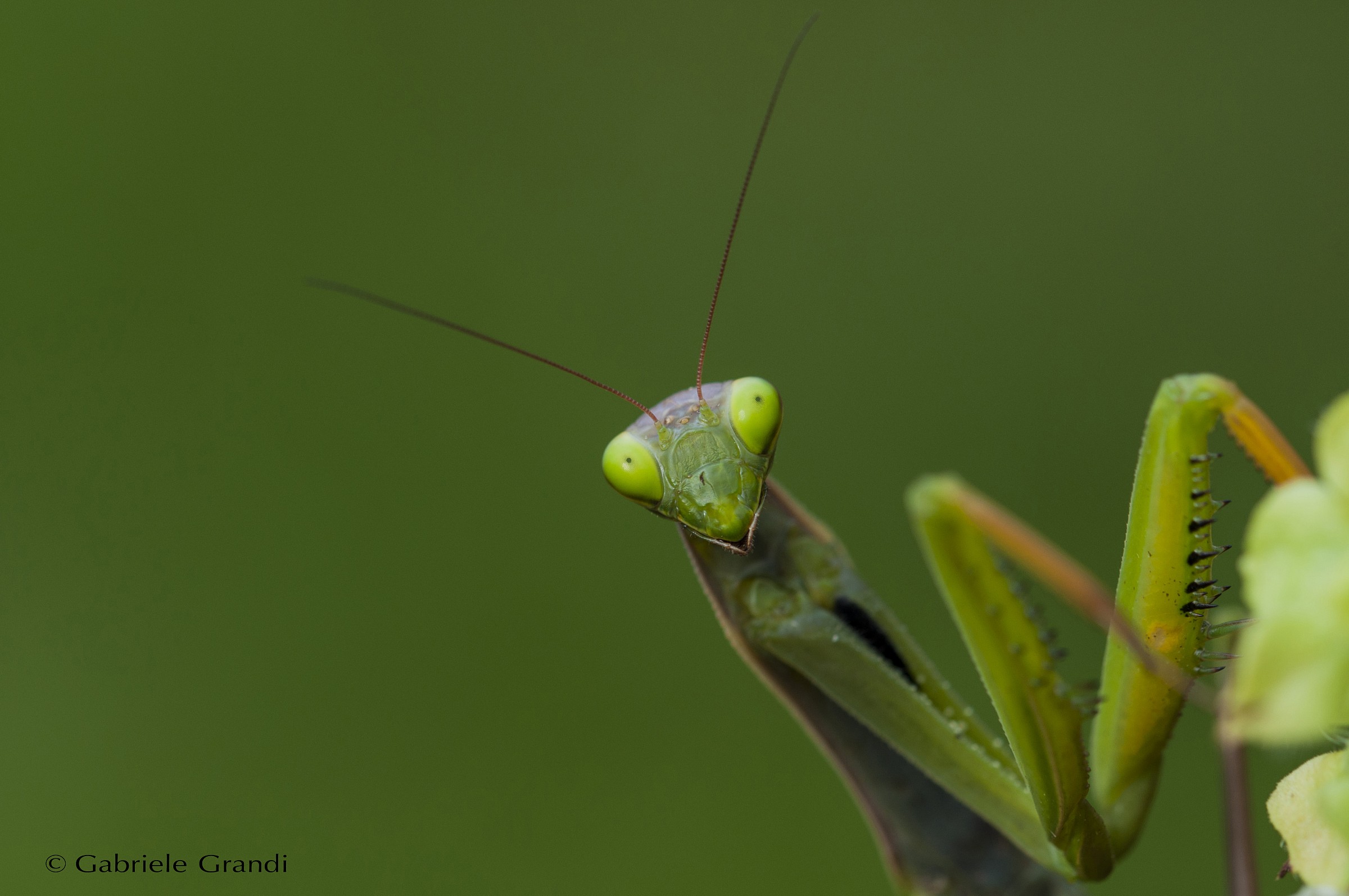 Mantis posing
