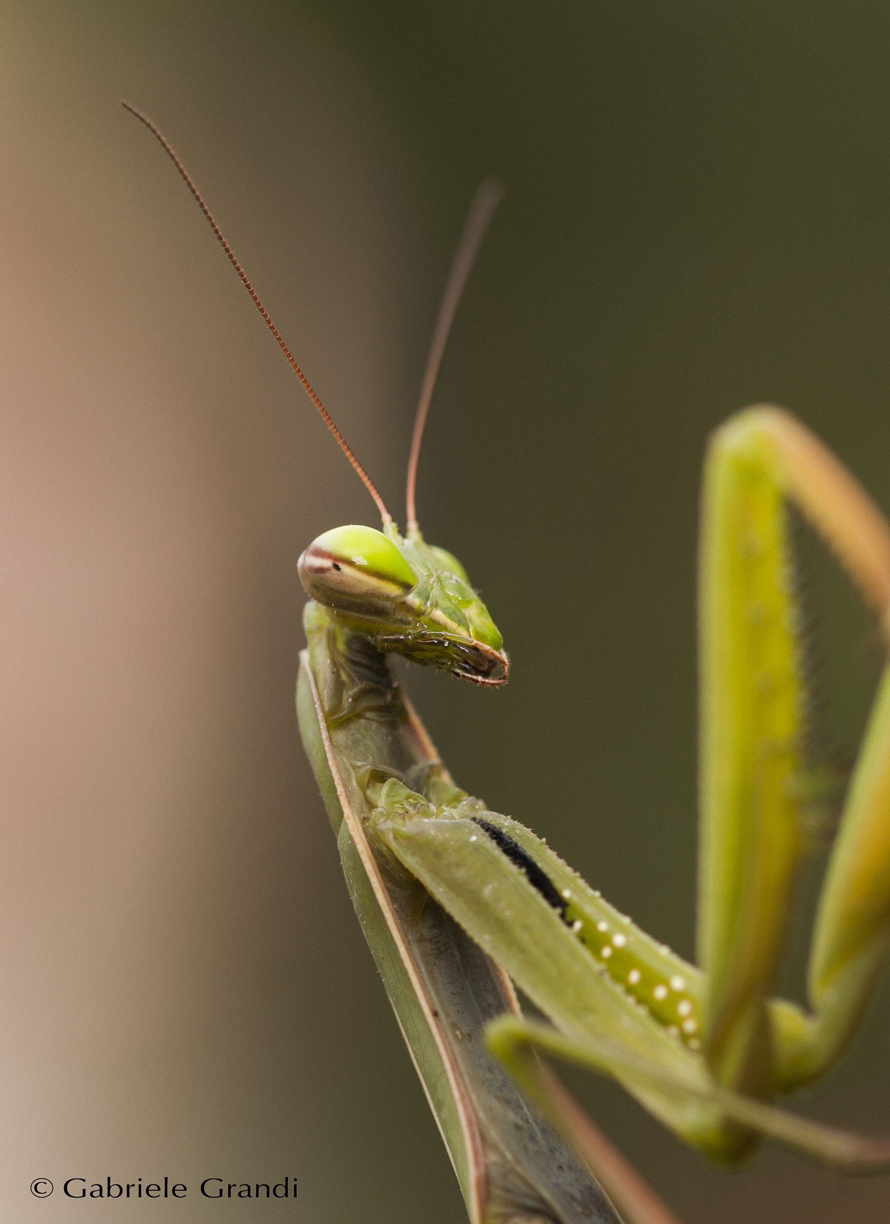 Mantis posing