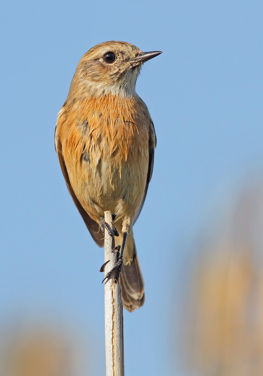 stonechat