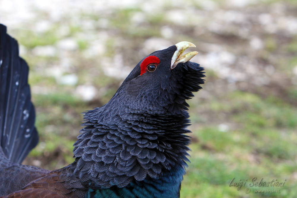 Capercaillie close