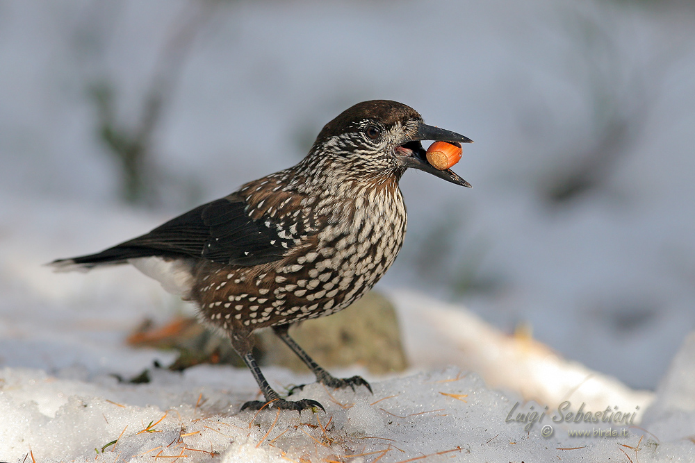 Nocciolaia ... e si vede!