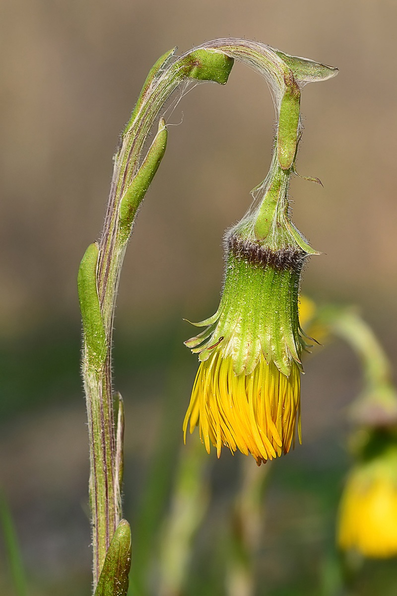 Coltsfoot Tussilago