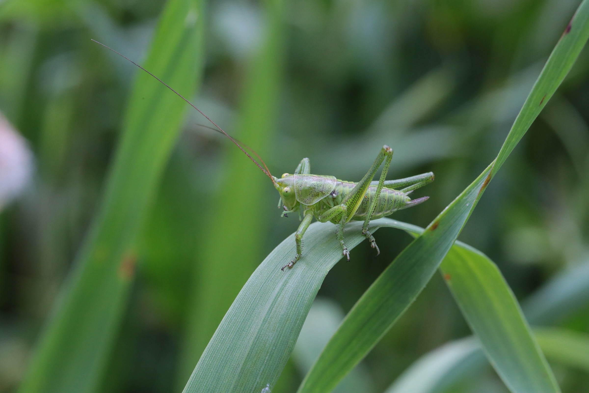 green grasshopper