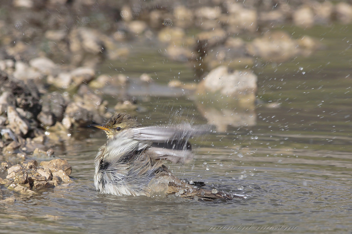 Water Pipit (Anthus spinoletta petrosus)