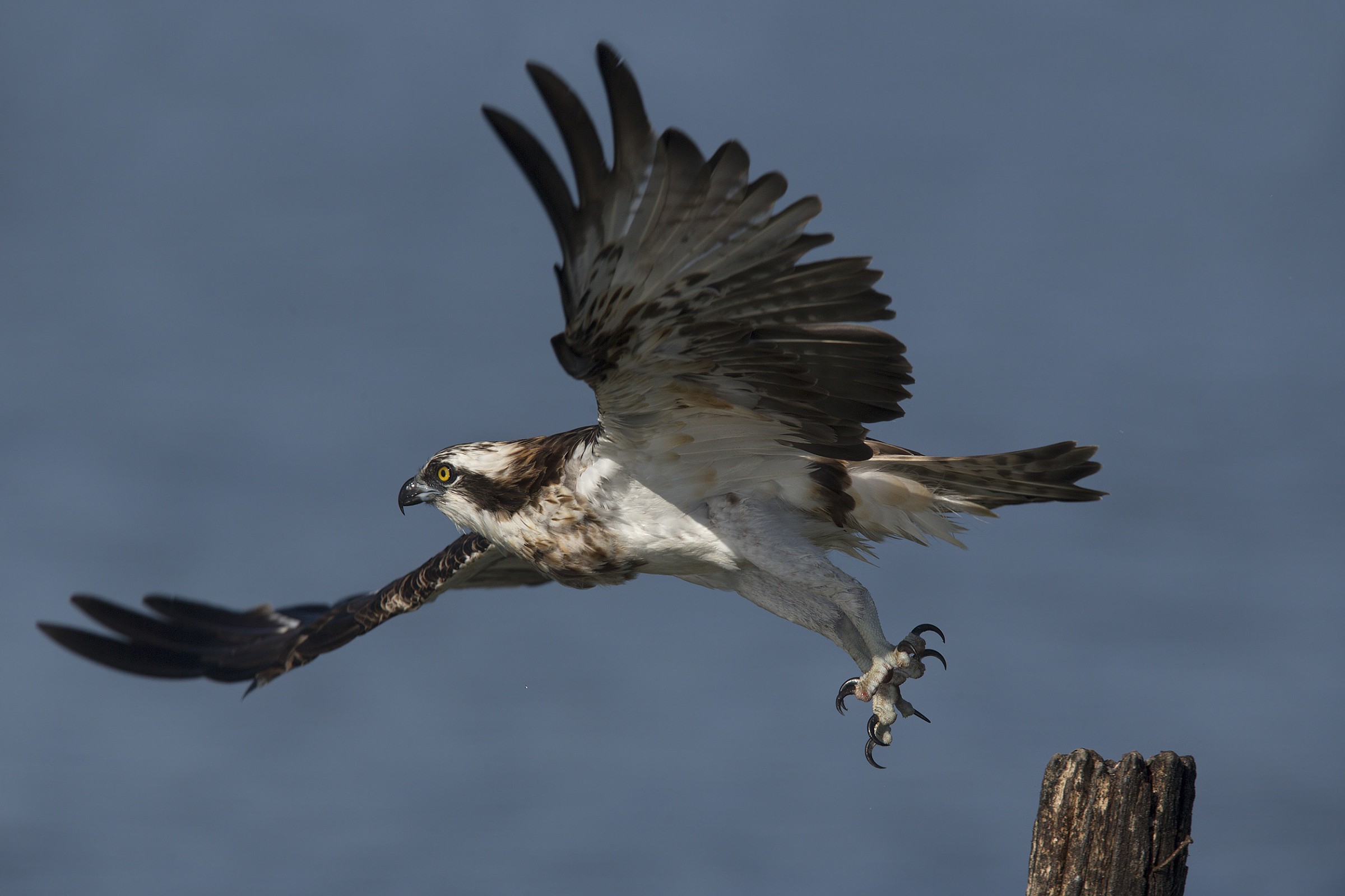 Falco Pescatore NO crop !!