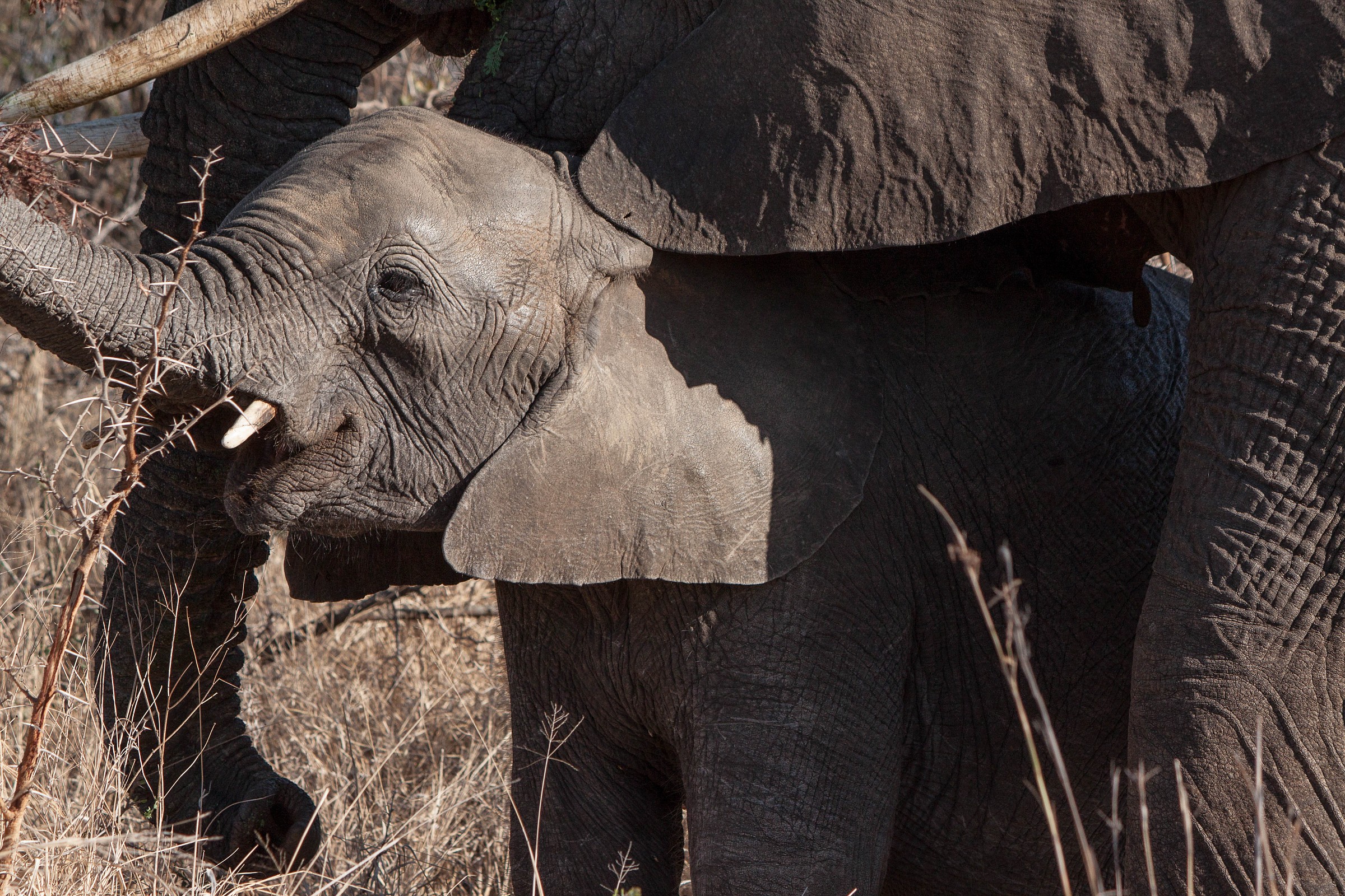 protected by the mother