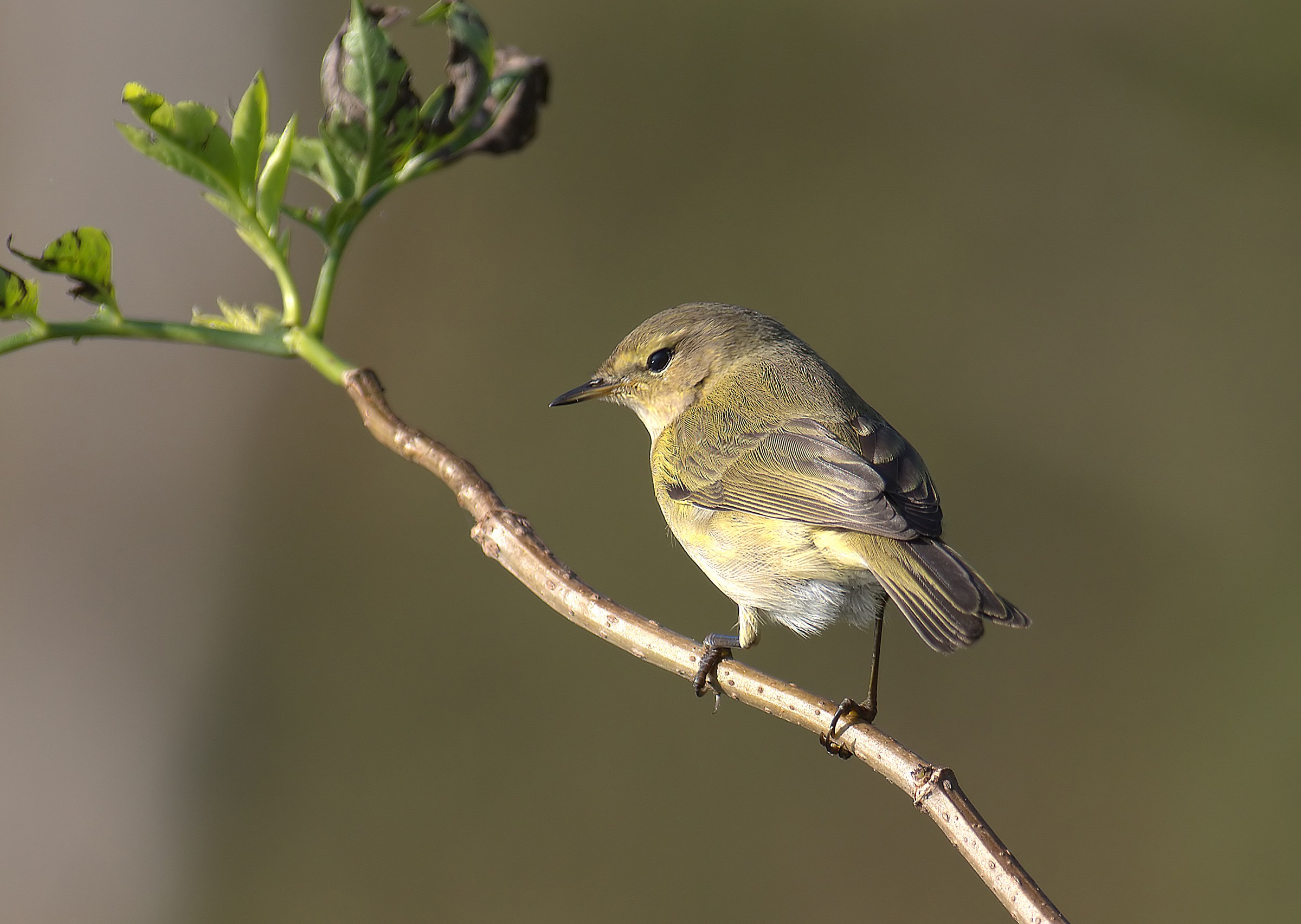 Wood Warbler