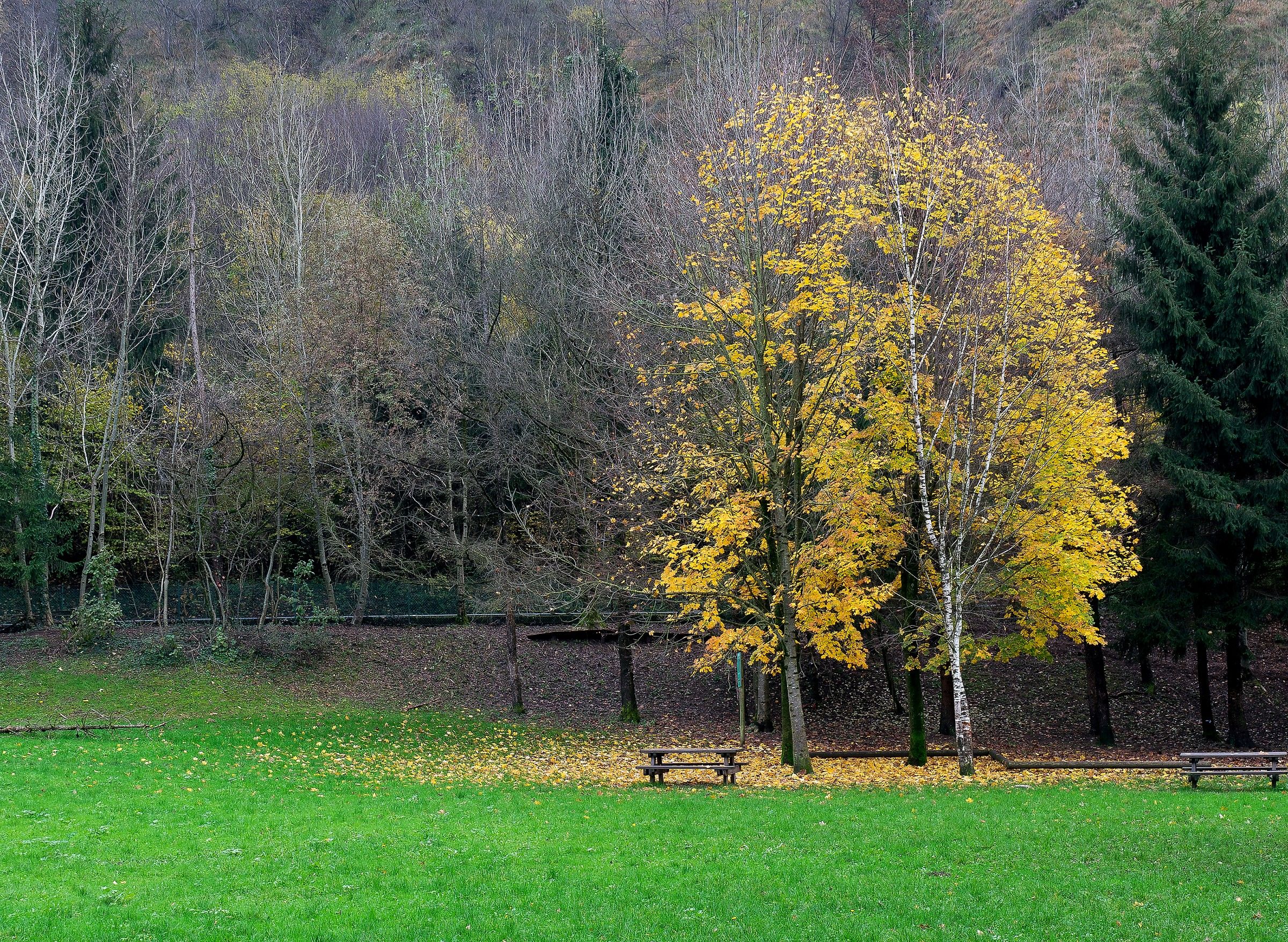 Facciamo un pic nic?