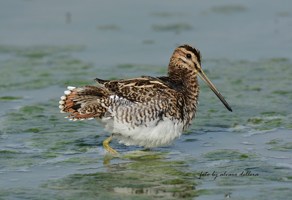 beccaccino ,  guarda che coda