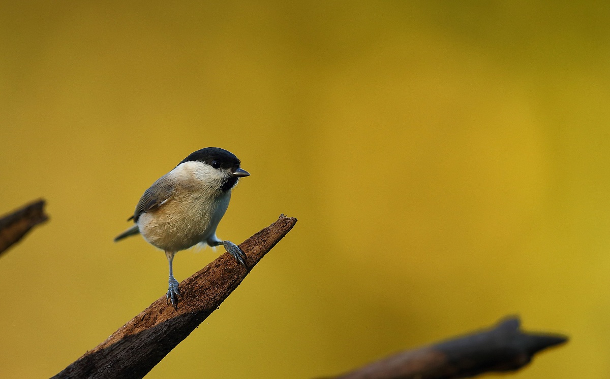 prima cincia di stagione 2014