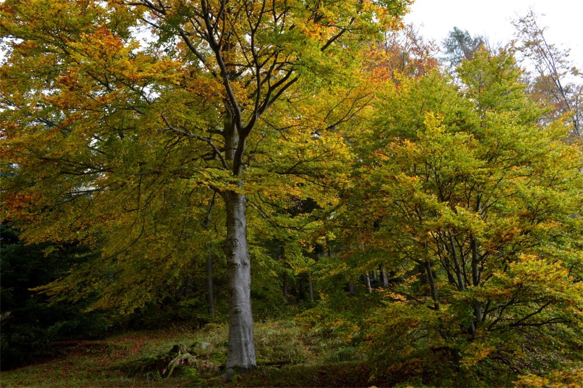 Autumn at Pra de Asan