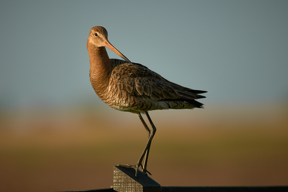 Black-tailed Godwit