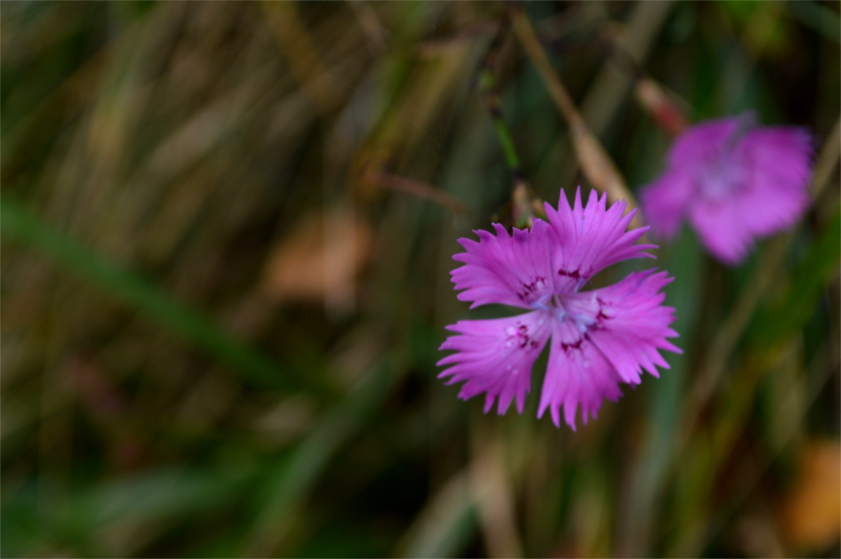 Flower of the mountain