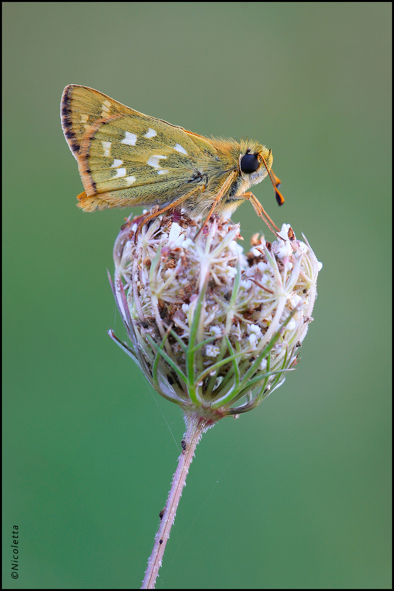 Hesperiidae Comma