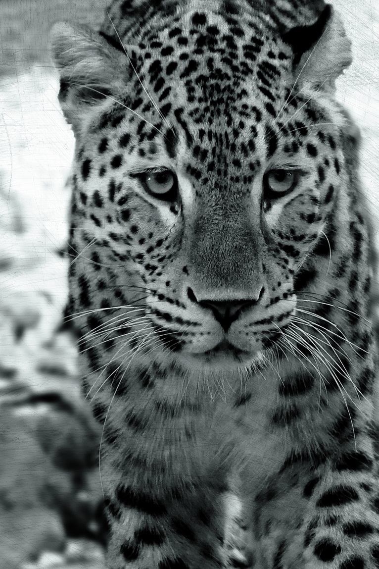 Panthera pardus ( Leopardo )