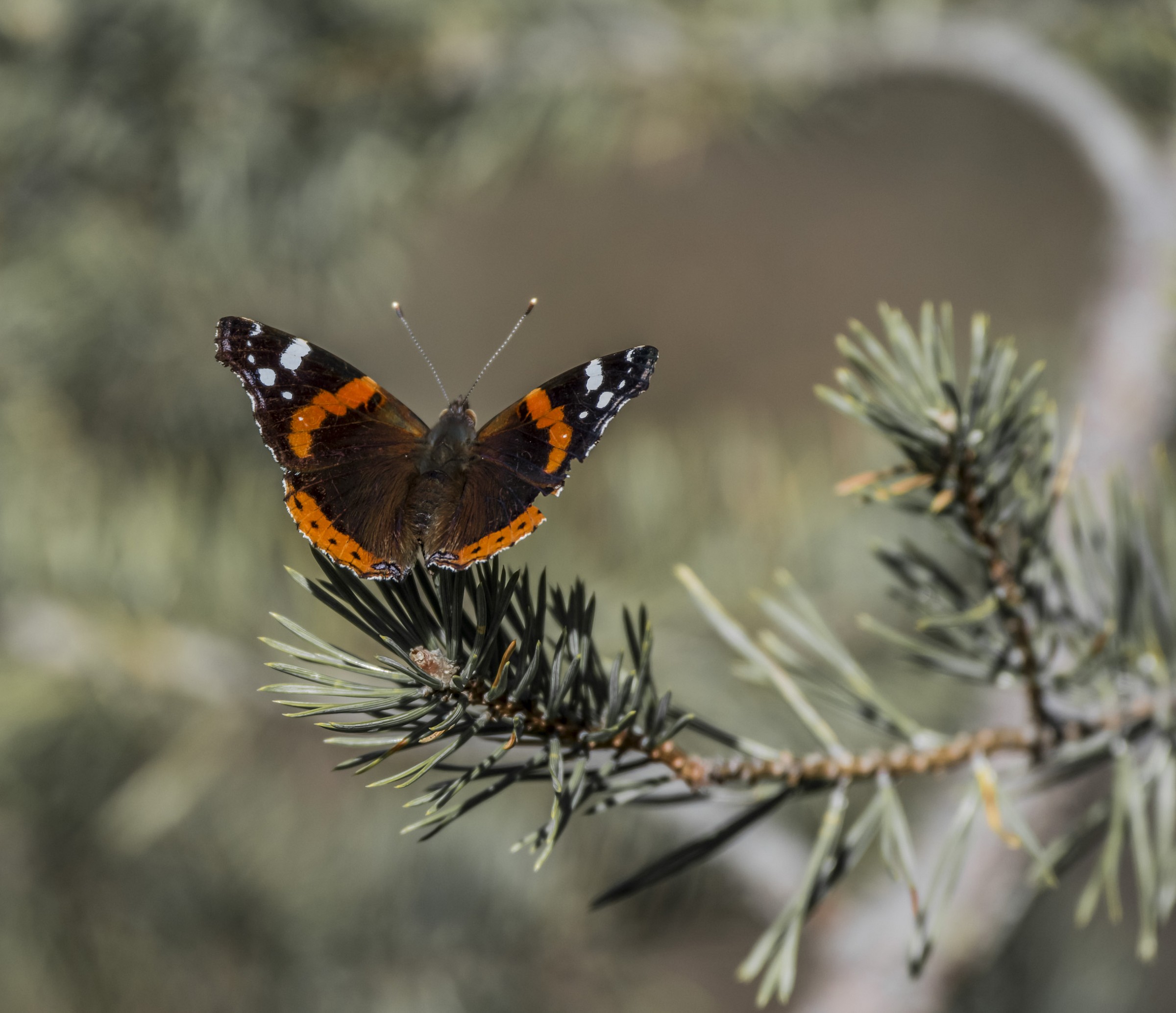 Vanessa Atalanta o Vulcano