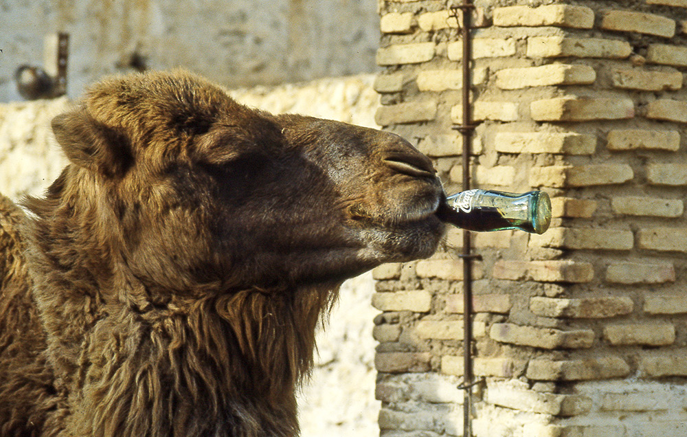 Nel deserto bisogna sempre bere