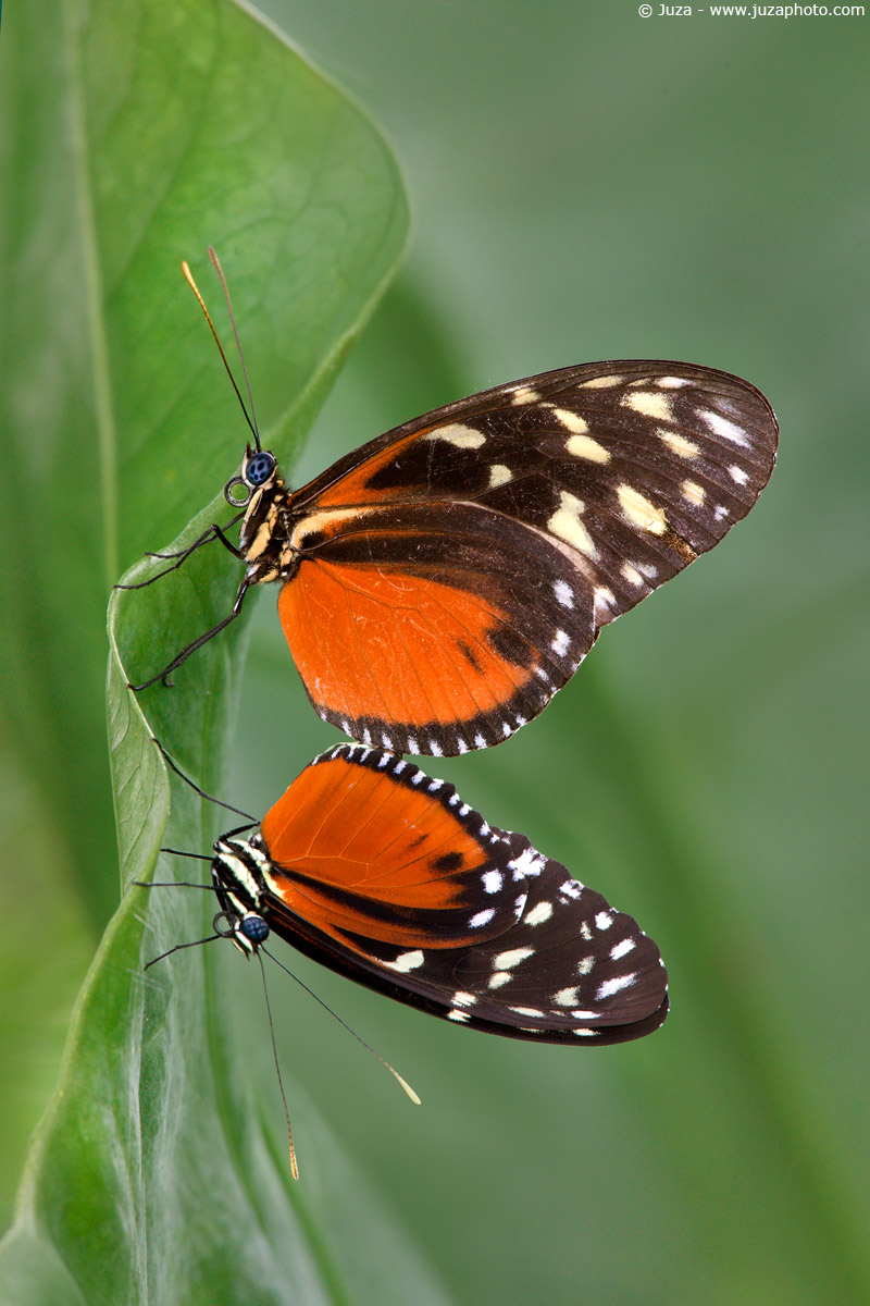 Tiger Longwing, 008,738