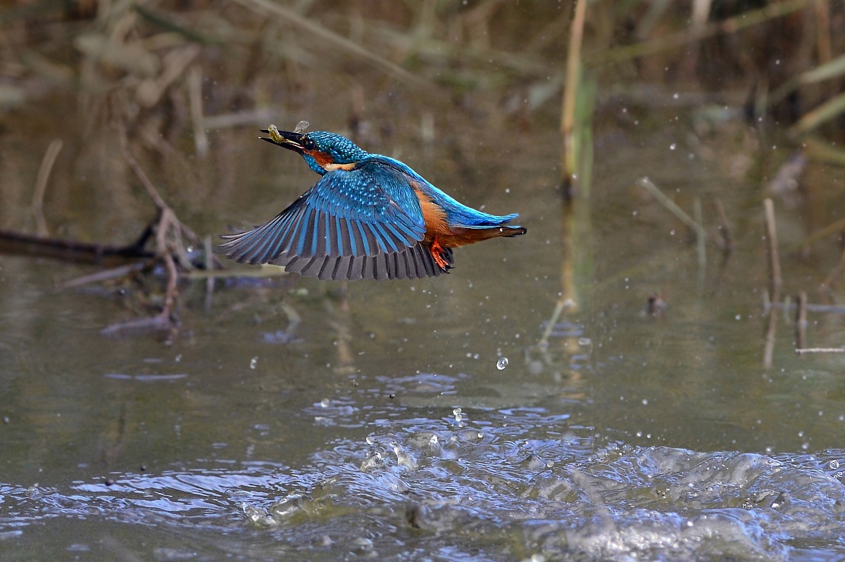 martino con pesciolino